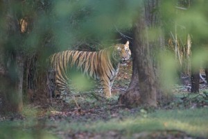 kanha_national_park